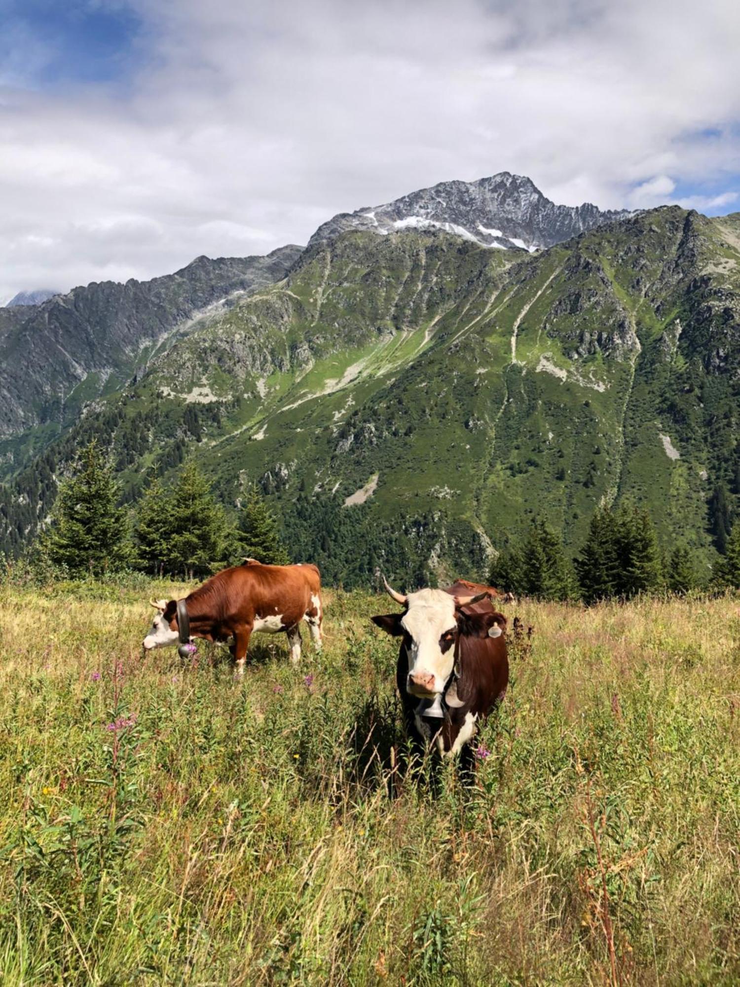 Chalet Riviere Du Bon Nant Location De 6 A 14 Personnes En Haute Savoie Saint-Gervais-les-Bains Exterior foto