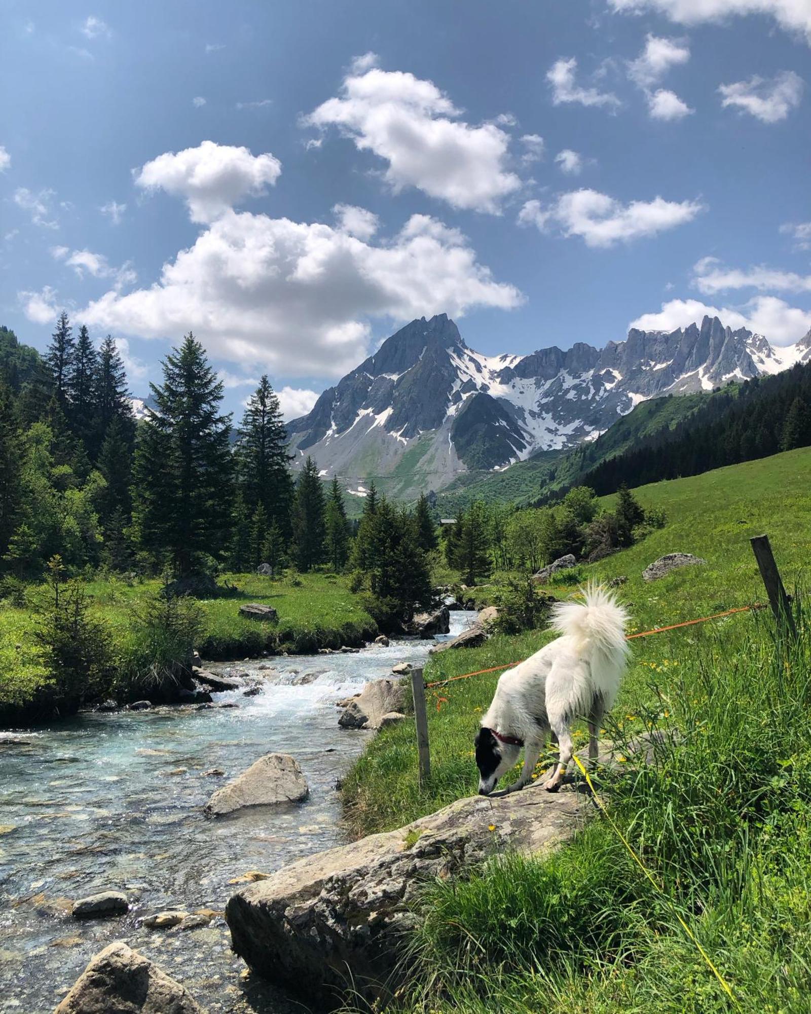 Chalet Riviere Du Bon Nant Location De 6 A 14 Personnes En Haute Savoie Saint-Gervais-les-Bains Exterior foto